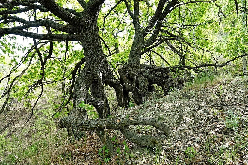 В Красноармейском районе обнаружили «шагающие дубы»